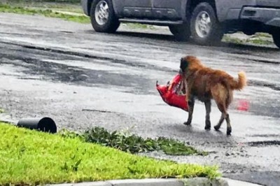 Cesur, the Heartbroken Dog, Finds Comfort and Local Fame