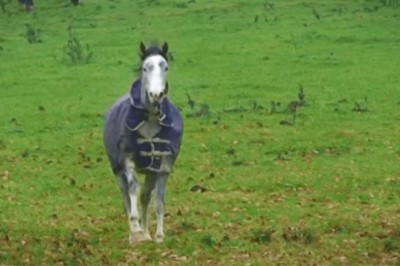 Hilarious Horse vs. Iron: A Bite to Remember!