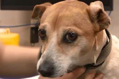 Tiny Trailblazer: Watch an Adorable Small Dog Determined to Move with its Owner