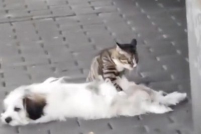 Pawsitively Hilarious: Laugh-Out-Loud Moments with Dogs and Cats!