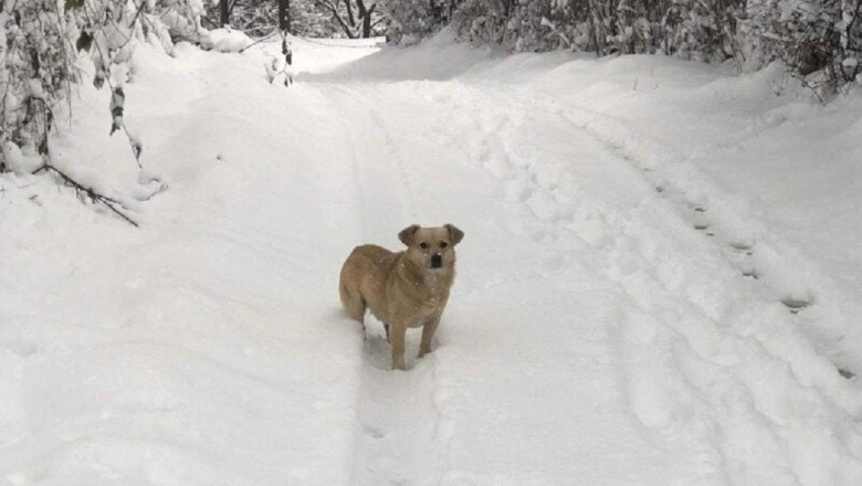 Unlikely Friendship Cat and Dog Form Unbreakable Bond After Miraculous Rescue
