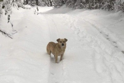 Unlikely Friendship Cat and Dog Form Unbreakable Bond After Miraculous Rescue