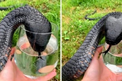 Unveiling the Mystery of the Snake with a Surprise Inside