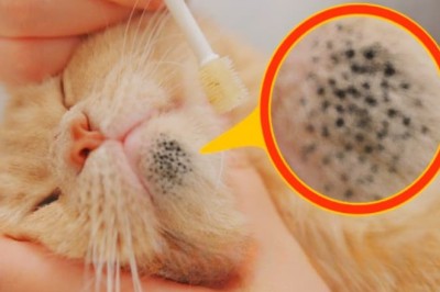 Incredible Chase: Woman Discovers Shocking Truth when Being Followed by Vet