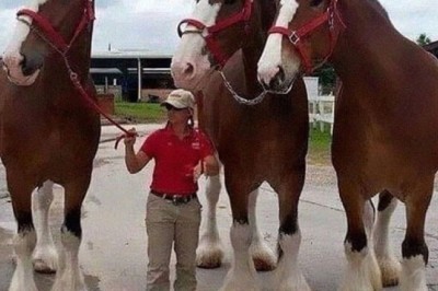 Mind-Blowing Giant Creatures: From Whale Heads to Bison Kings! | The Clip Funny