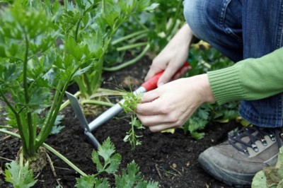 Naturally Combatting Garden Pests: Tips for Effective and Eco-Friendly Solutions
