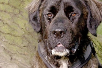 "Tails of Laughter: Cats and Dogs Unleash the Funny"