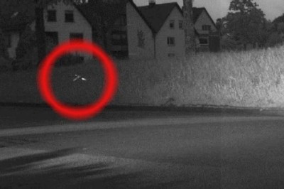 Birds Save the Day: Unconventional Heroes Caught on Speed Camera