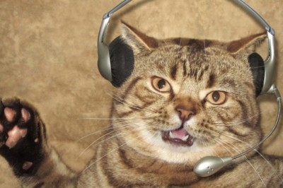 ROFL Cats: The Ultimate Collection of Hilarious and Viral Feline Videos!