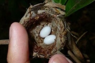 The Incredible Journey of Hummingbirds: Protecting Offspring and Fascinating Facts