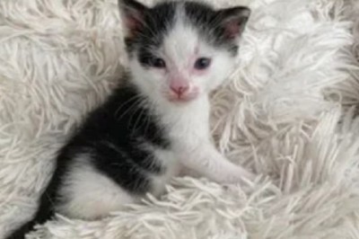 Bo's Inspiring Journey: From Rescue to Foster Sibling