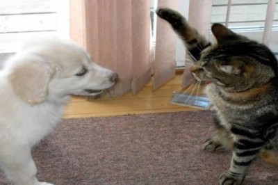 Hilarious Cat and Dog Moments That Will Make You LOL!