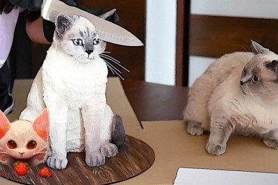 Pawsitively Hilarious: Dogs and Cats Unleash Comedy Chaos!