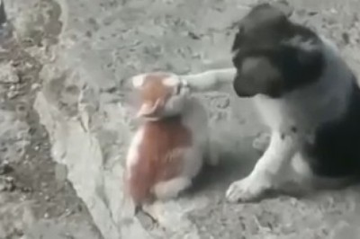 Canine vs Feline: The Ultimate Game of Cat and Dog