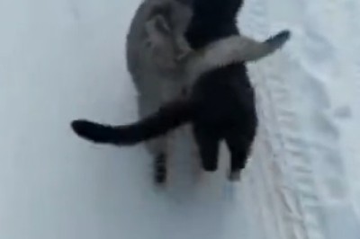 Double Trouble: Two Cats Unleash Wholesome Hilarity!