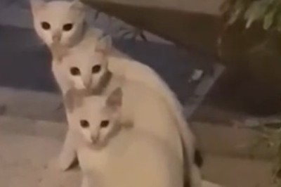 Paw-some White Cat Shenanigans on the Streets!