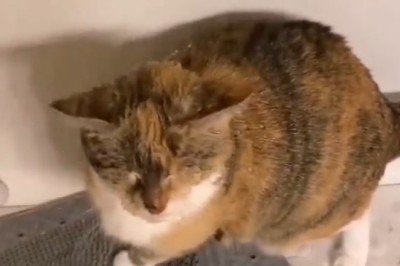 Quirky Hydration: A Cat's Unique Thirst Quenching Technique!