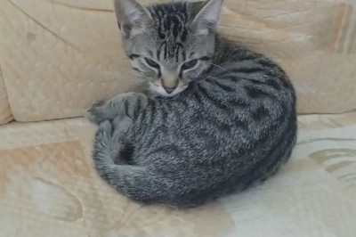 Feline Shenanigans: Cat's Hilarious Mission to Sabotage Sleep