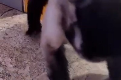 Monkey Takes Over as the Ultimate Cleaning Guru! Prepare for Side-Splitting Laughter!