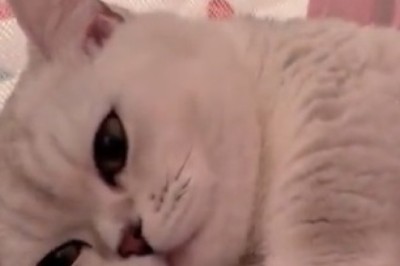 Purr-fectly Hilarious: Mother Cat and Son Create the Ultimate Paw-some Atmosphere!