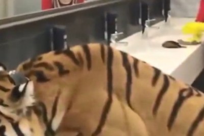 Roaring Laughter Guaranteed! Tiger Caught Red-Pawed in Kitchen - Hilariously Quenches Thirst from Tap!