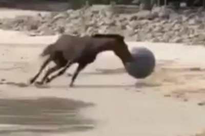 Unbelievable! Hilarious Horse Spotted at the Seashore - Ballerina or Ball Lover?