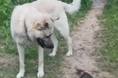 A Heartwarming Tale of Canine Compassion