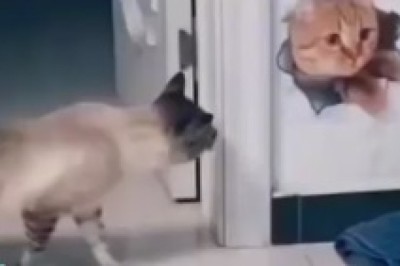 Feline Deception: The Hilarious Tale of a Cat Fooled by a Wall Drawing