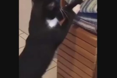 Laugh Out Loud: Cat's Closet Obsession