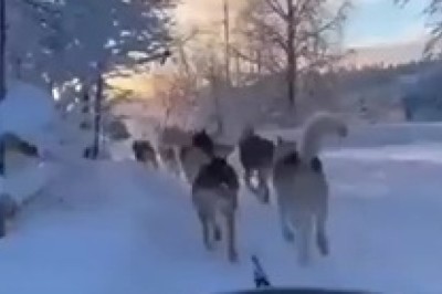 The Canine Caravan: When Dogs Team Up to Become Expert Cart Pullers!
