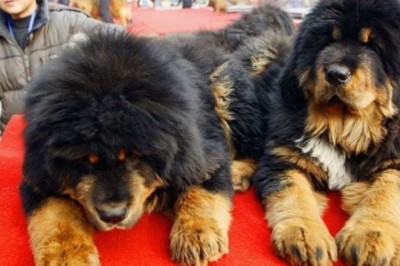 Unbeknownst to Them: Family Raises Dangerous Bear as Pet