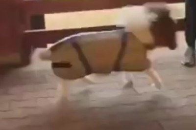 Adorable Amigo: A Small Donkey's Delightful Playtime in the Stable!