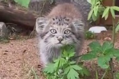 Cat vs. Camera: The Hilarious Wolf Encounter