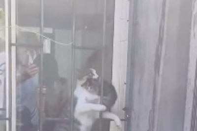 Double Trouble: Hilarious Hijinks of Two Mischievous Cats!