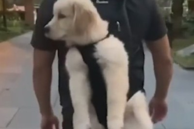 Fur-tastic Follies: Cats and Dogs Cast Their Spell!