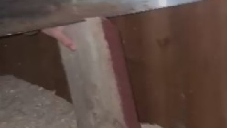 Galloping Glow: The Hilarious Equine Disco Party!