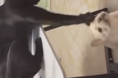 Hilarious Dogs and Cats Embark on Outrageous Adventures – Brace Yourself for Non-Stop Laughter!