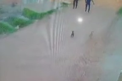 Hilarious Mayhem Unleashed: Three Dogs vs. Two Young Men!