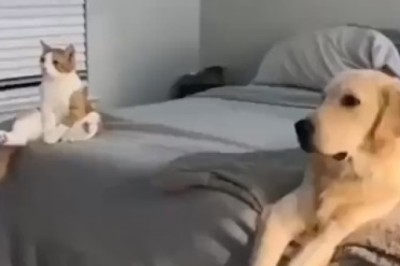 Hilarious TV Binge-Watching Session: Dog and Cat Get Hooked!