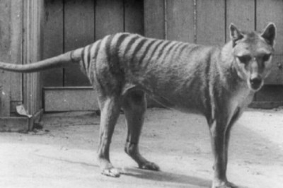 Human Activities Lead to the Extinction of 73 Genera of Terrestrial Vertebrates