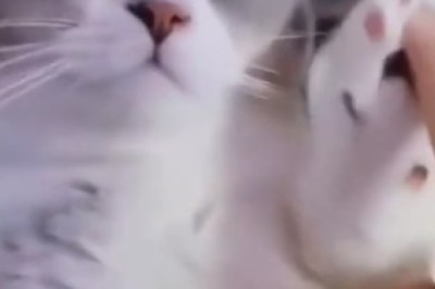 Mayhem and Meows: A Side-Splitting Showcase of Cats and Dogs' Hilarious Hijinks!