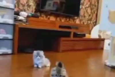 Pawsome Playtime Extravaganza: When a Group of Cats Turns a House Upside Down!