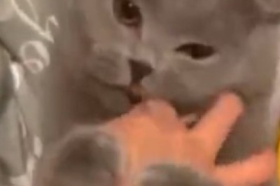 Prepare to Be Captivated by the Most Beautiful Pet Video Clips That Will Melt Your Heart!