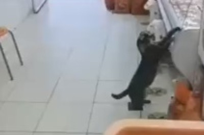 Pup Ye Tender: When a Dog Turns Butcher for a Day to Satisfy His Foodie Dreams!