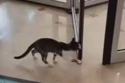 Purr-plexed Paws: A Cat's Hilarious Encounter with a Revolving Door Fiasco at the Mall!