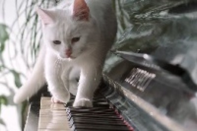 Purrfect Piano Paws: The Maestro Cat!