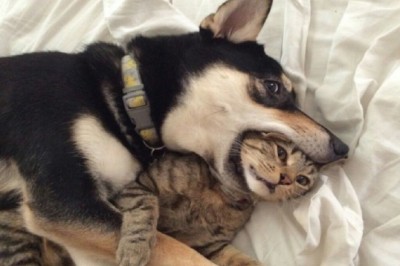 Shocking Reason: Why Dog Won't Let Go of Cat – Owner is Surprised by the Cause