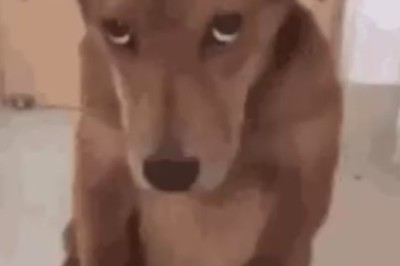 Smarty Paws Unleashed: The Hilarious Exploits of a Clever Canine!