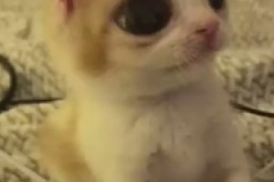 The Hilarious Adventures of a Beautiful Small Cat