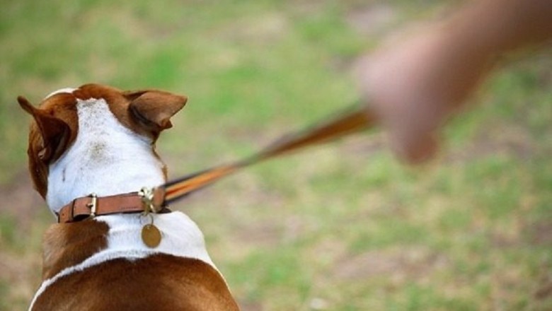 The Incredible Video of a Dog Walking its Owner in a Wheelchair